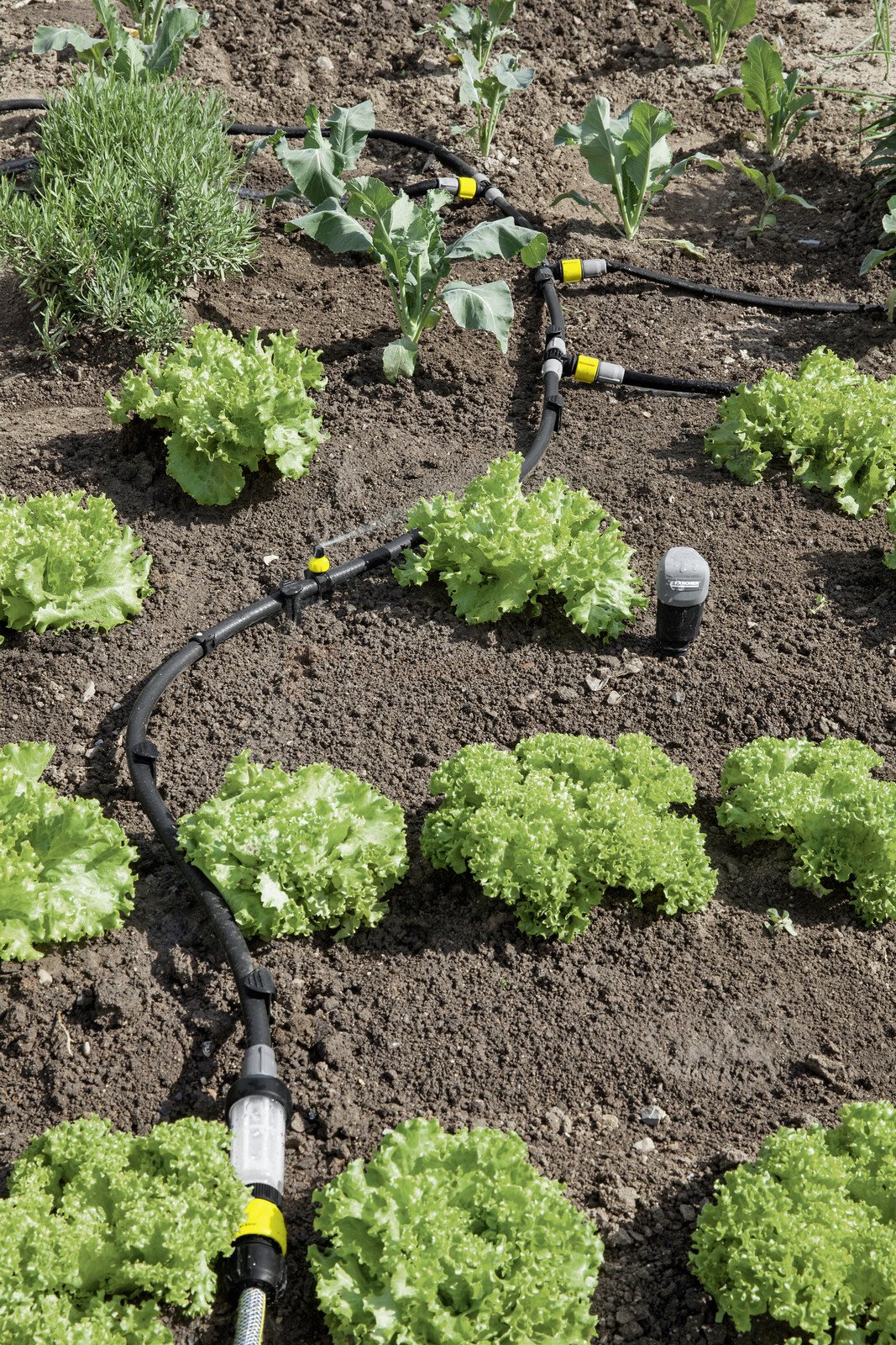 Pildil on Kärcher osakeste filter, mis on paigaldatud tilkniisutussüsteemi, kus on näha erinevaid köögivilju.