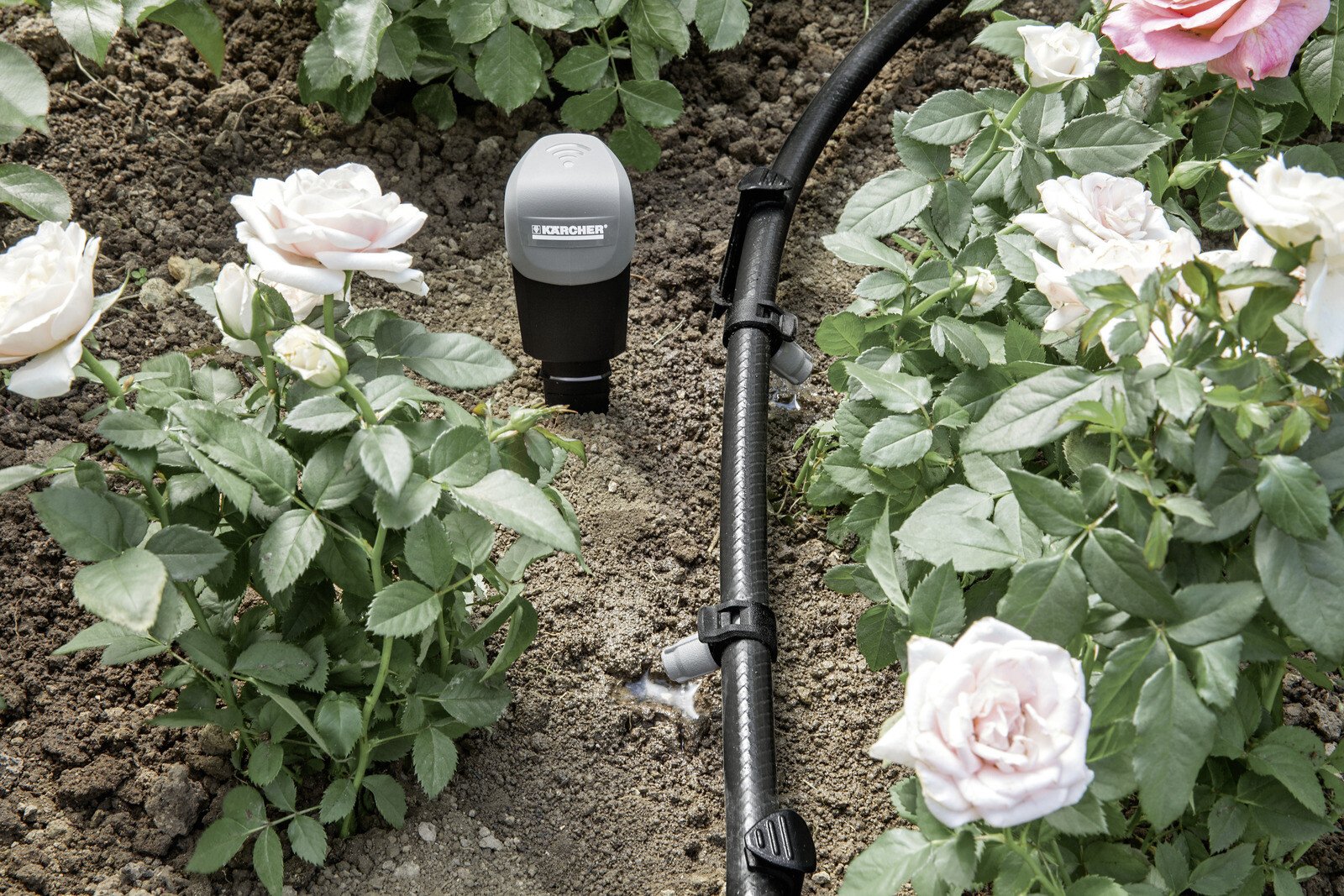Pildil on näha Kärcheri anduri asendusplaat SensoTimer ST6, mis on paigaldatud roosidega peenrasse koos kastmissüsteemiga.