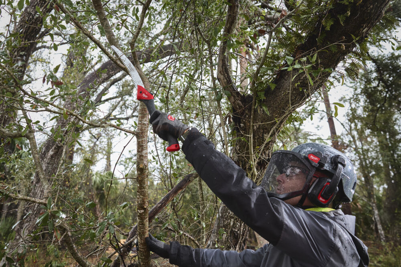 Pildil on näha, kuidas inimene kasutab Milwaukee 254 mm kokkuklapitavat oksasaagi puuoksa lõikamiseks.