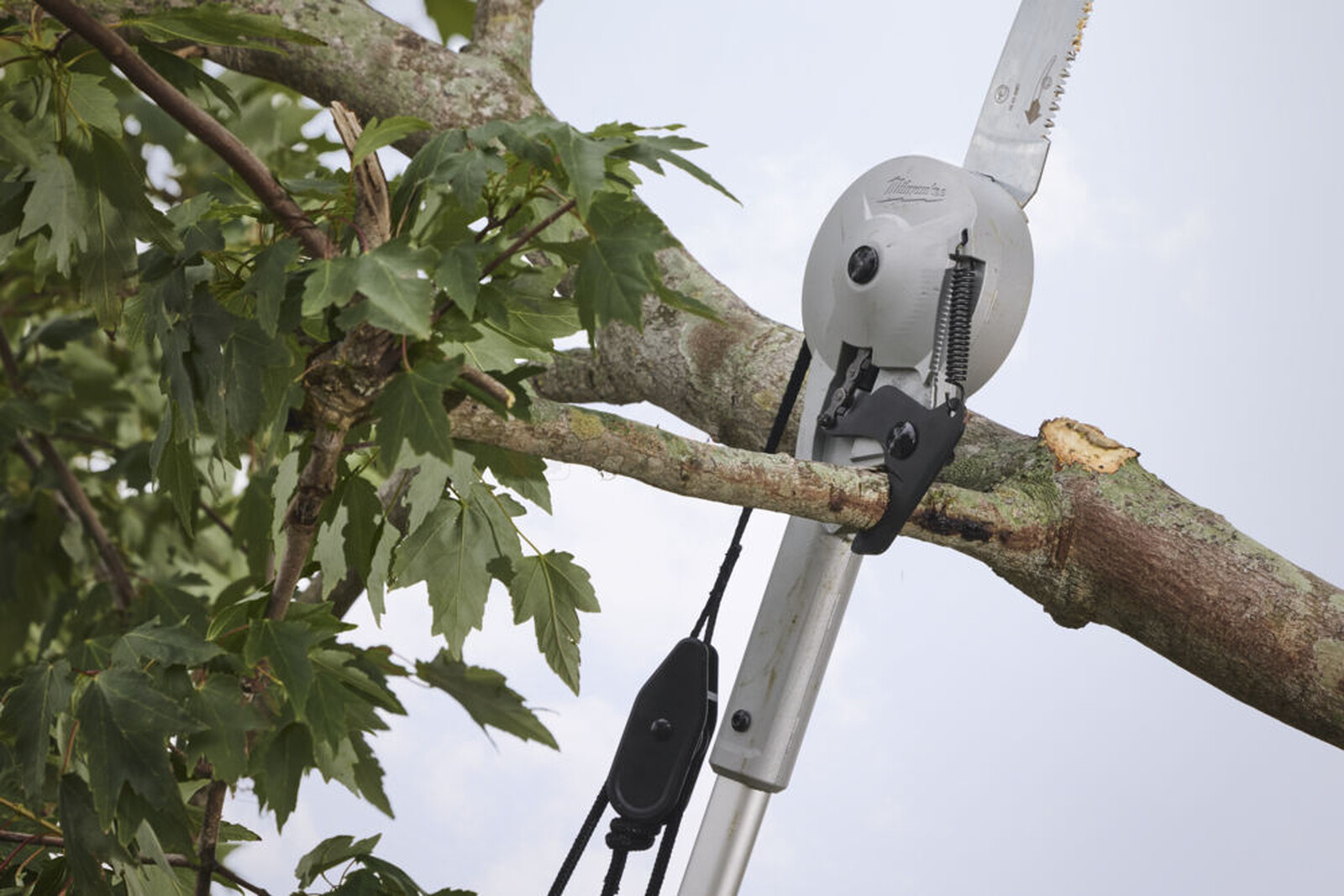 Pildil on Milwaukee teleskoop-oksasaag/lõikur, mis on kinnitatud puuoksa külge ja valmis seda lõikama.