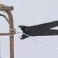 Knipex High-Performance Cutting Pliers for Concrete Reinforcement Workers 300 mm